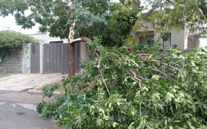 Fuerte tormenta de lluvia, viento y granizo en Realicó