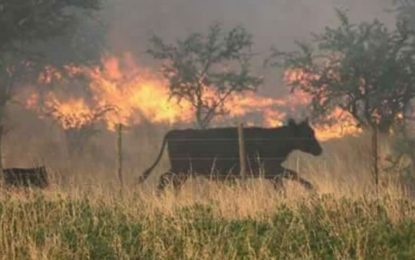 Continúan los incendios en campos de La Pampa