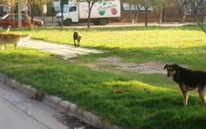 Preocupa a realiquenses, perros que atacan y generan accidentes