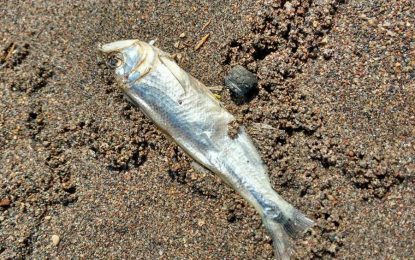 Denuncian ecocidio en el oeste pampeano: mortandad de peces ante el corte del Atuel