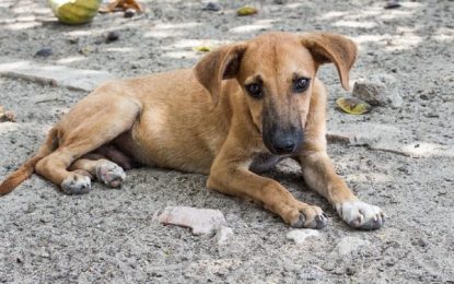 En Santa Rosa iniciaron un registro de perros: en Realicó un grupo de vecinos trabaja en la misma idea