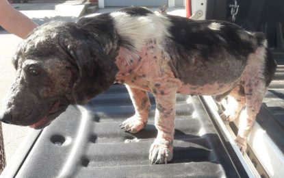 Realicó: fue rescatado un perrito arrojado en la Planta de Reciclado como si fuese basura