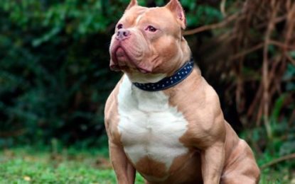 Santa Rosa: mejora el nene mordido por un perro en la cabeza