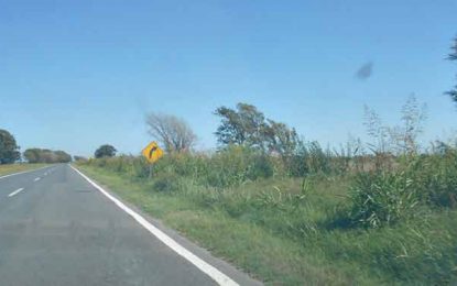 Las banquinas de la ruta nacional 188 lucen descuidadas