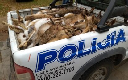 Secuestran mas de 100 liebres y una camioneta en un operativo policial en Quetrequén