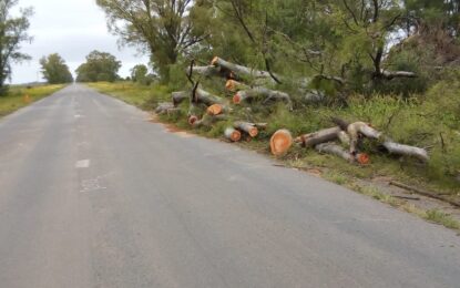 Realicó: precaución a quienes circulen por ruta nacional 35 y 188 por troncos de importante tamaño junto a cinta asfáltica