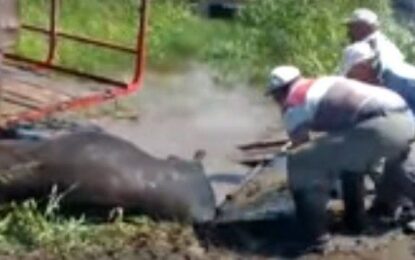 Volcó un acoplado con vacunos en la ruta 35 en cercanías de Embajador Martini