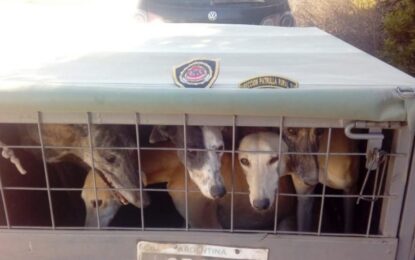 Detuvieron a tres personas que transportaban siete perros galgos en jaulas