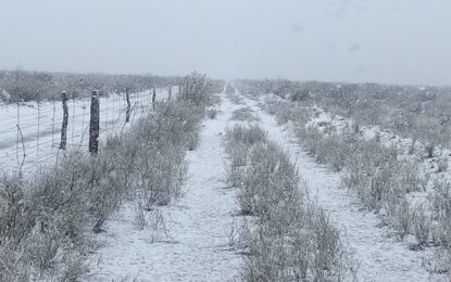 NIEVE EN LA PAMPA: AMANECIO TODO BLANCO EN VARIAS LOCALIDADES