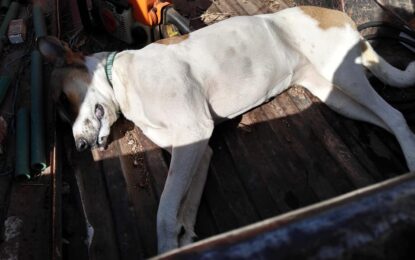 EN ALTA ITALIA: DENUNCIAN ENVENENAMIENTO DE PERROS