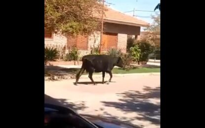 Postales de la cuarentena en Realicó: un ternero camina tranquilo cerca del centro
