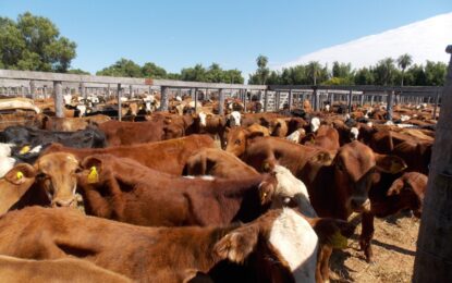 Realicó: en medio del pedido de distancias y cuarentenas, ellos hicieron un remate de ganado en la Rural