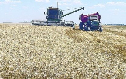 El lado B de la producción récord de trigo: el precio a cosecha es menor al del año pasado