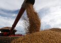 De la mano de una mayor cosecha de soja y maíz, el ingreso de divisas por parte del agro superaría US$ 36.000 millones este año