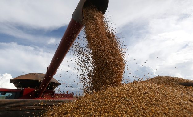 De la mano de una mayor cosecha de soja y maíz, el ingreso de divisas por parte del agro superaría US$ 36.000 millones este año