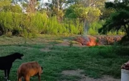 Llamado urgente por el Refugio ARAA en Realicó: “pedimos ayuda y hacen oídos sordos”