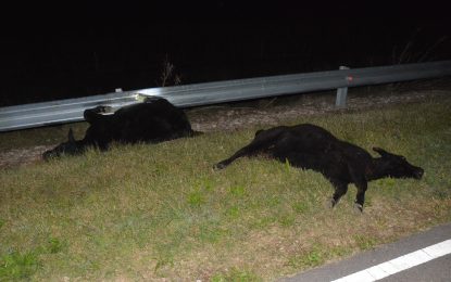 Susto en la Ruta 2: Un grupo de animales sueltos provocó un fuerte accidente entre Embajador Martini e Ingeniero Luiggi