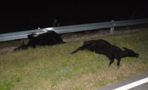 Susto en la Ruta 2: Un grupo de animales sueltos provocó un fuerte accidente entre Embajador Martini e Ingeniero Luiggi