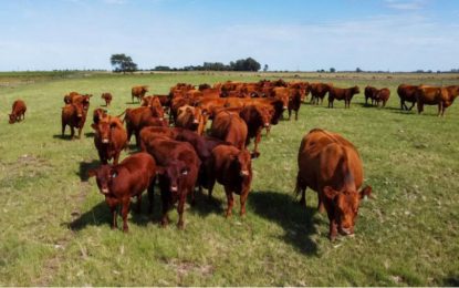 Carbunclo bacteridiano: refuerzan medidas preventivas y recuerdan la importancia de la vacunar