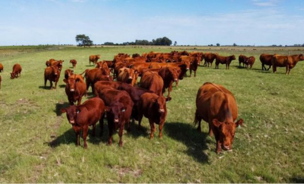 Carbunclo bacteridiano: refuerzan medidas preventivas y recuerdan la importancia de la vacunar