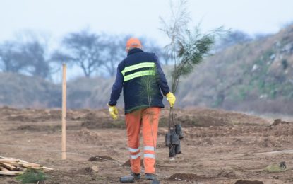 SANTA ROSA – El municipio plantó más de 600 árboles en el Relleno Sanitario