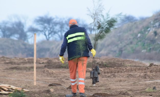 SANTA ROSA – El municipio plantó más de 600 árboles en el Relleno Sanitario