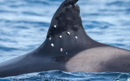 Investigan el ataque a una de las orcas más longevas del Estrecho de Gibraltar: recibió al menos diez impactos de perdigón