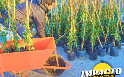 Santa Rosa: la Municipalidad reforestó la Plaza San Martín