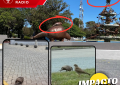 El peludo que se paseó por centro de Realicó y que hizo parece que la fuente de la Plaza cobraba vida