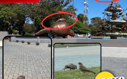 El peludo que se paseó por centro de Realicó y que hizo parece que la fuente de la Plaza cobraba vida