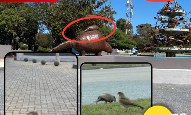 El peludo que se paseó por centro de Realicó y que hizo parece que la fuente de la Plaza cobraba vida