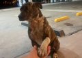 Una historia con final feliz en Huinca Renancó: rescataron a una perrita abandonada y ya tiene un hogar
