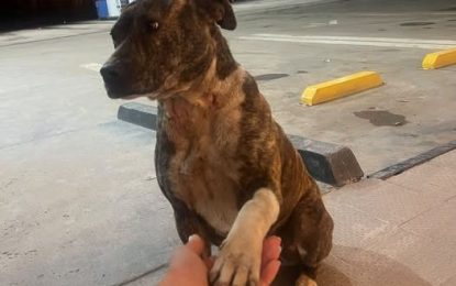 Una historia con final feliz en Huinca Renancó: rescataron a una perrita abandonada y ya tiene un hogar