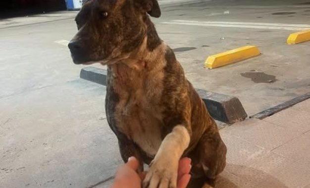 Una historia con final feliz en Huinca Renancó: rescataron a una perrita abandonada y ya tiene un hogar