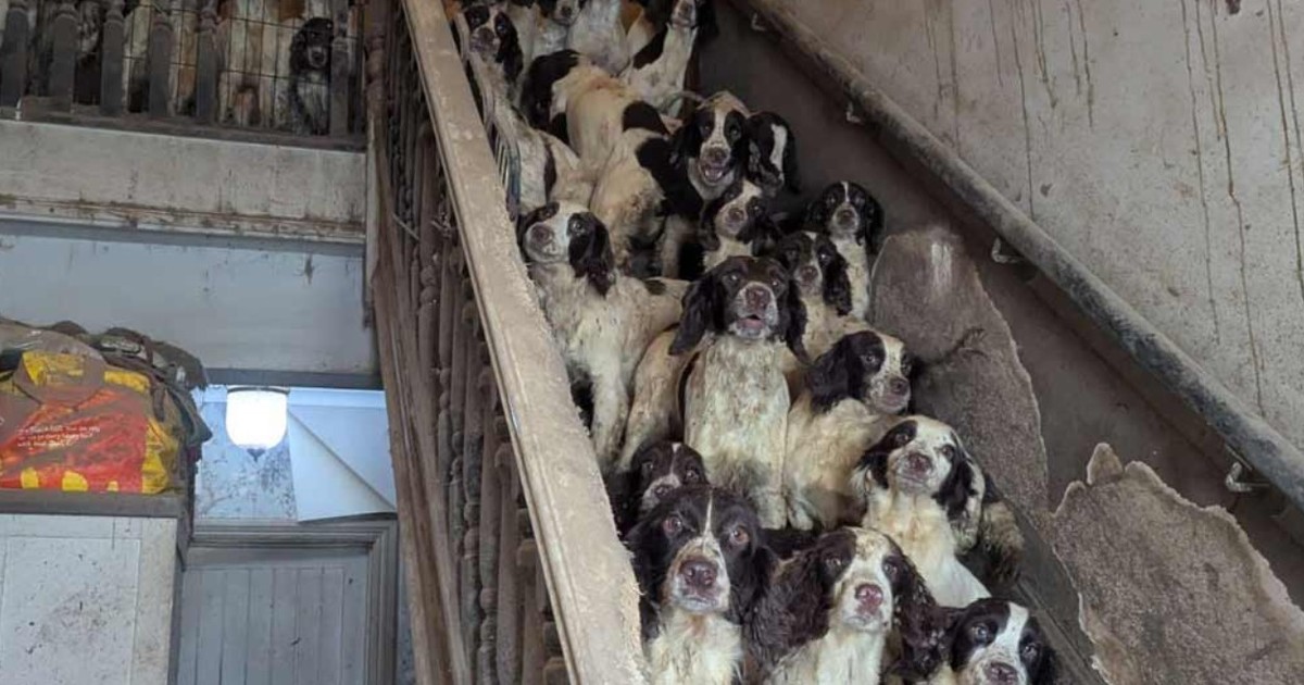 una-familia-fue-condenada-por-maltrato-animal-tras-tener-mas-de-80-animales-hacinados-y-en-condiciones-deplorables