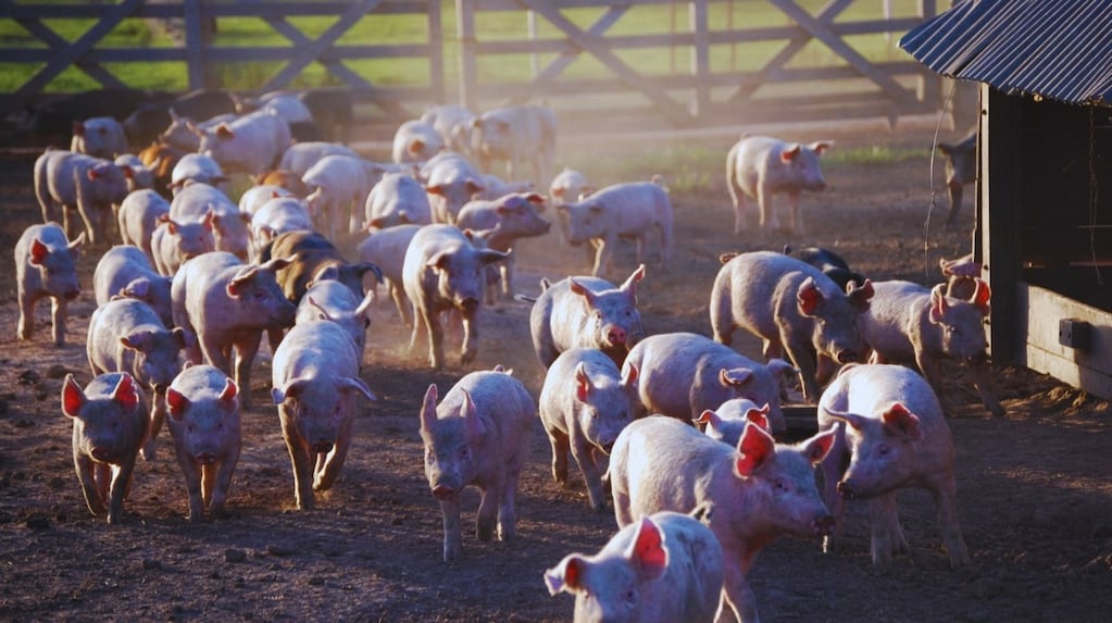 Según el INTA, el consumo de carne de cerdo pasó de 3 a 18 kilos por habitante al año